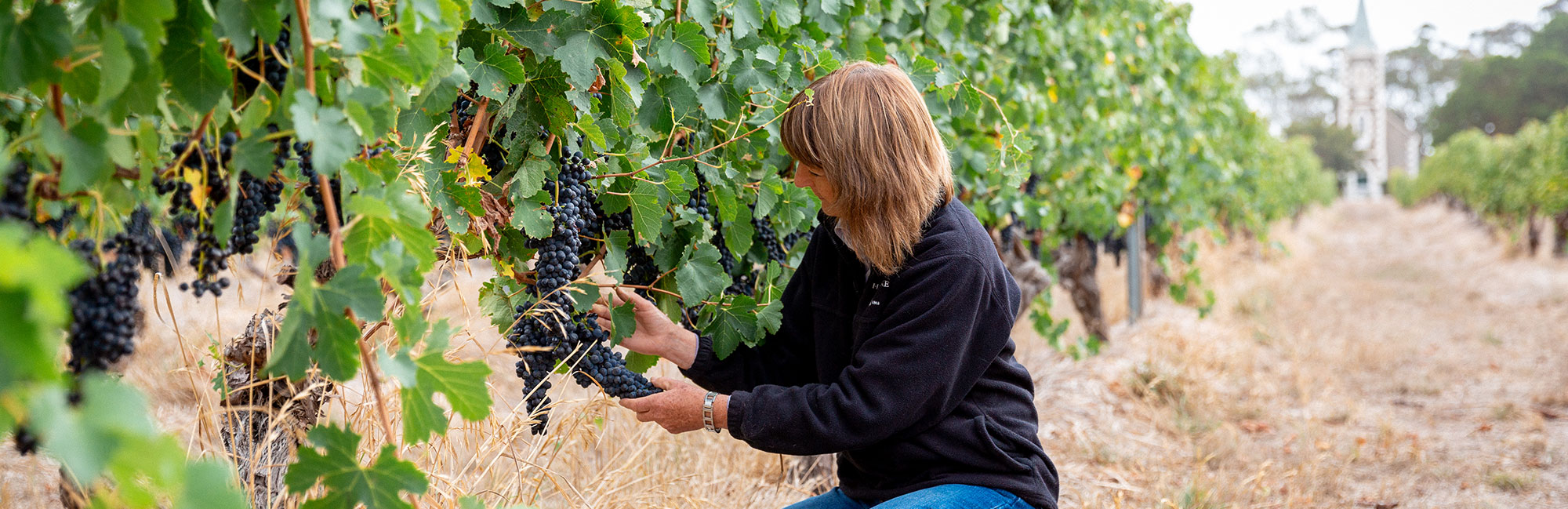 Wine Australia research 